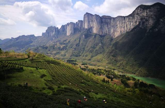 长阳茶 富硒(武阳富硒茶)-硒宝网