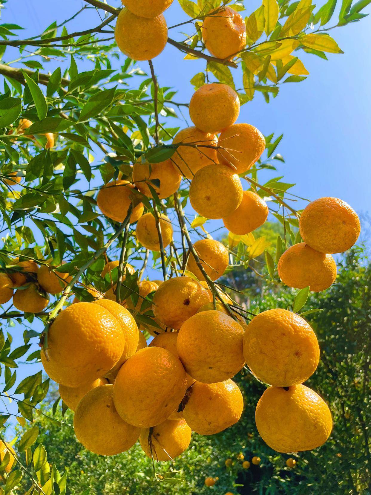 李时珍富硒茶（李时珍养生茶怎么样）-硒宝网