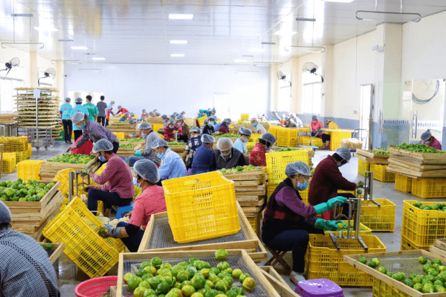 李时珍富硒茶（李时珍养生茶怎么样）-硒宝网