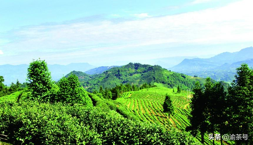 江津 富硒茶(江津富硒产品有哪些)-硒宝网