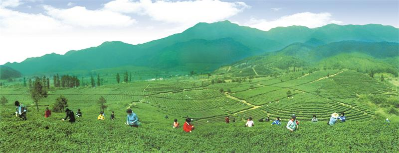 长阳茶 富硒（开阳富硒茶叶）-硒宝网