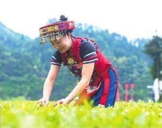 针叶茶 富硒(富硒茶叶的功效)-硒宝网