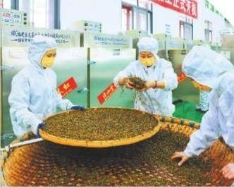 针叶茶 富硒(富硒茶叶的功效)-硒宝网