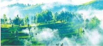 针叶茶 富硒(富硒茶叶的功效)-硒宝网