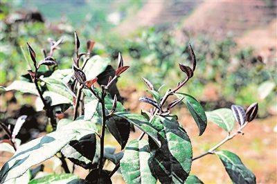 凤岗富富硒茶（凤冈县富硒茶）-硒宝网