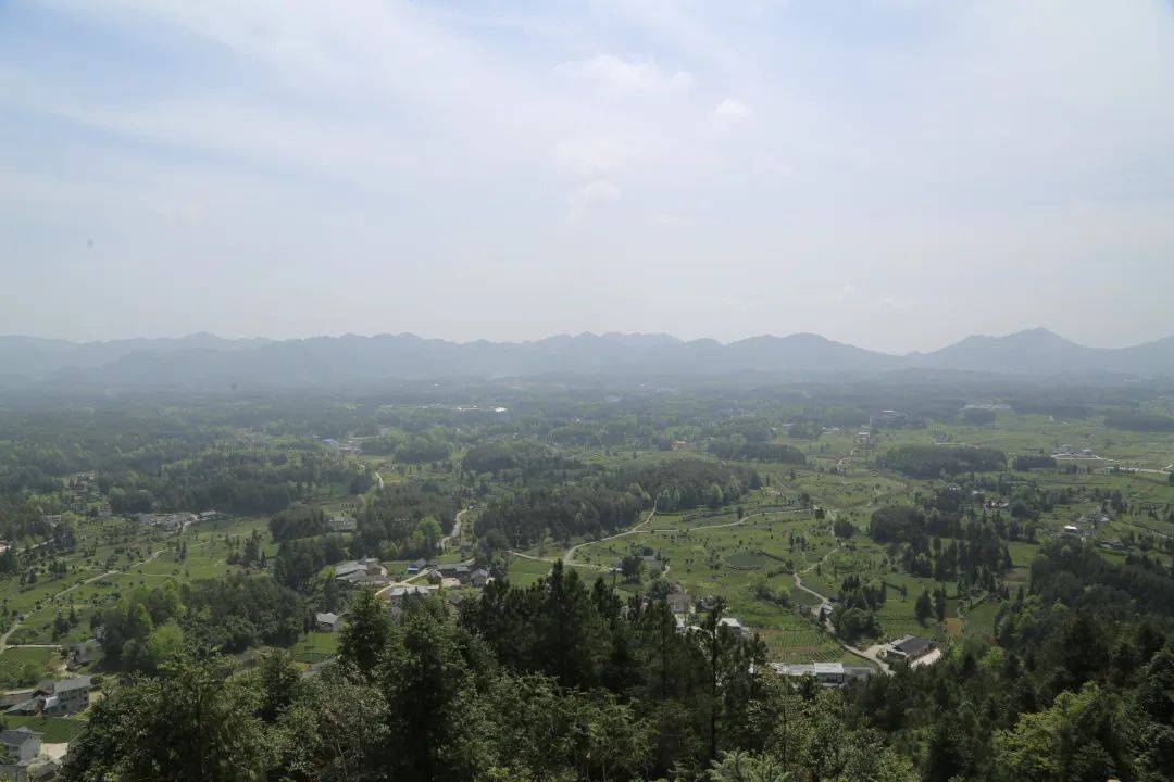 富锌硒茶贵茶（贵州锌硒茶叶）-硒宝网