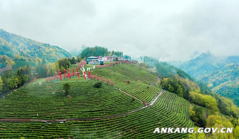 富硒茶 生态（富硒茶园）-硒宝网