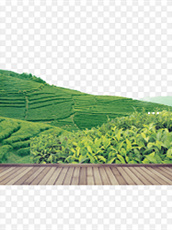 富硒茶龙井茶（富硒茶的口感和龙井有什么区别）-硒宝网