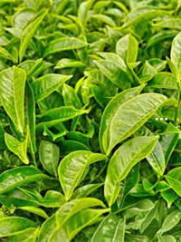 茶理郎富硒茶（茶理郎富硒茶）-硒宝网