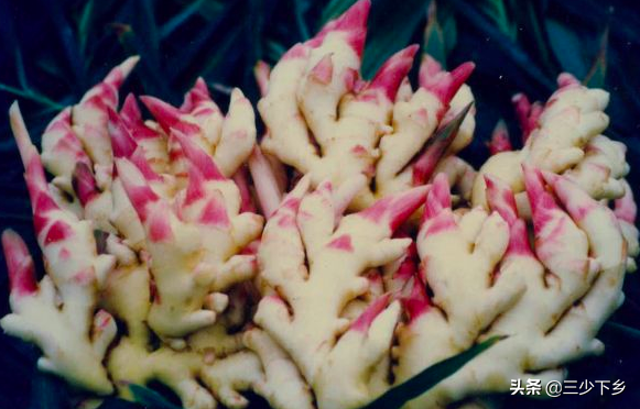 天津富硒藤茶(天津富硒藤茶供应)-硒宝网