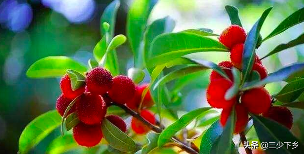 天津富硒藤茶(天津富硒藤茶供应)-硒宝网