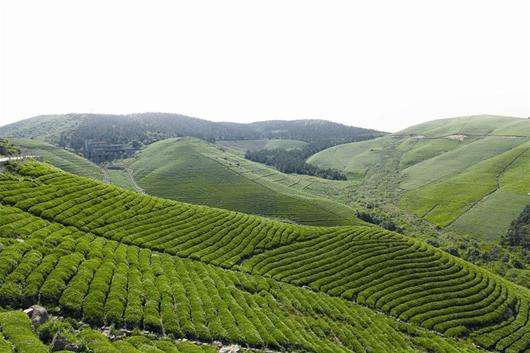 富硒茶 石台(石台富硒茶叶)-硒宝网