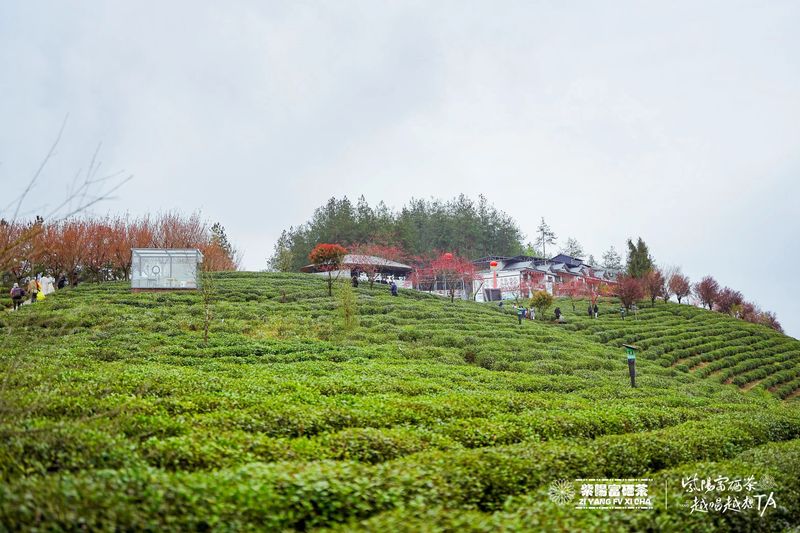 富硒茶铁观音(铁观音福茶多少钱一盒)-硒宝网