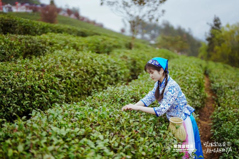 富硒茶铁观音(铁观音福茶多少钱一盒)-硒宝网