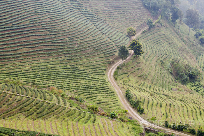 大富山富硒茶（大山村富硒茶）-硒宝网