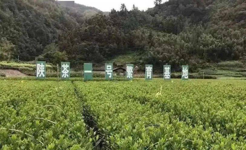 目前的富硒茶(富硒茶硒含量的标准)-硒宝网