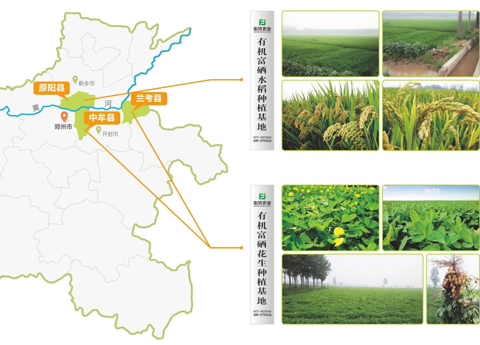 富硒桑茶用途（桑茶是什么）-硒宝网
