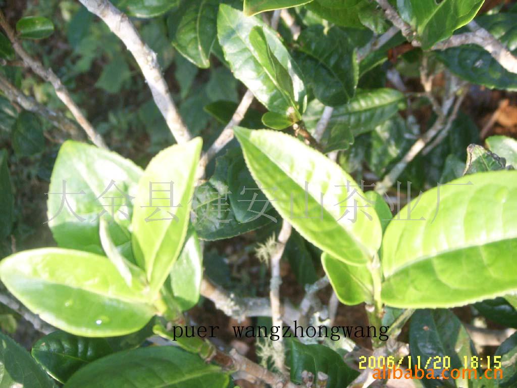 山里的富硒茶(富硒村野山茶)-硒宝网