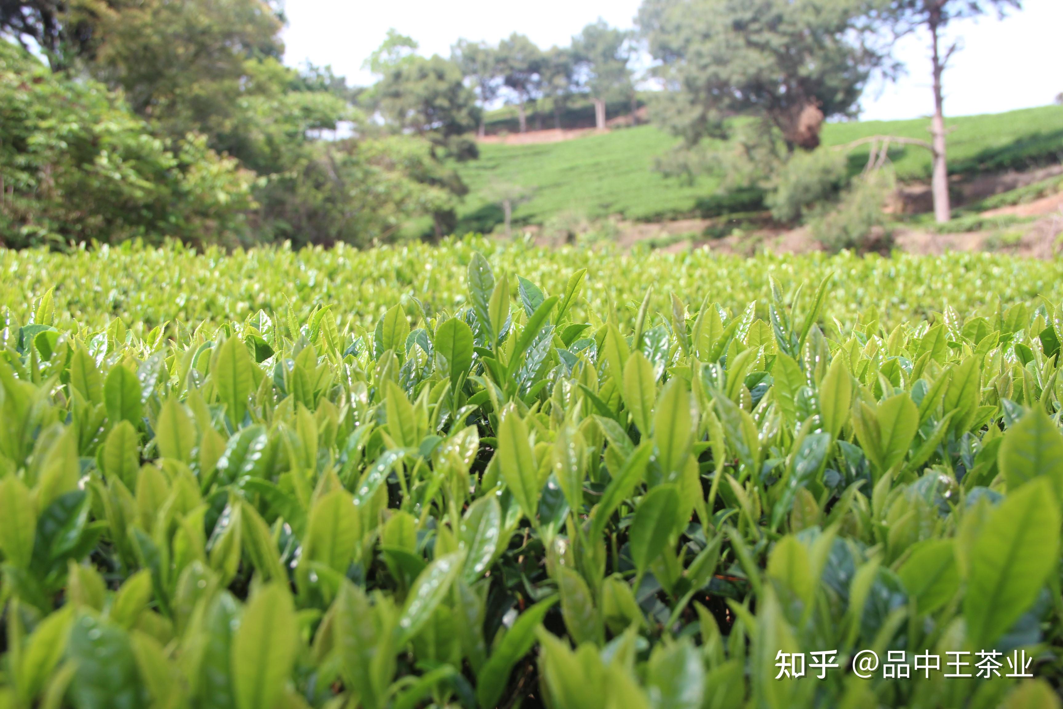 那种富硒茶好(茶叶富硒)-硒宝网
