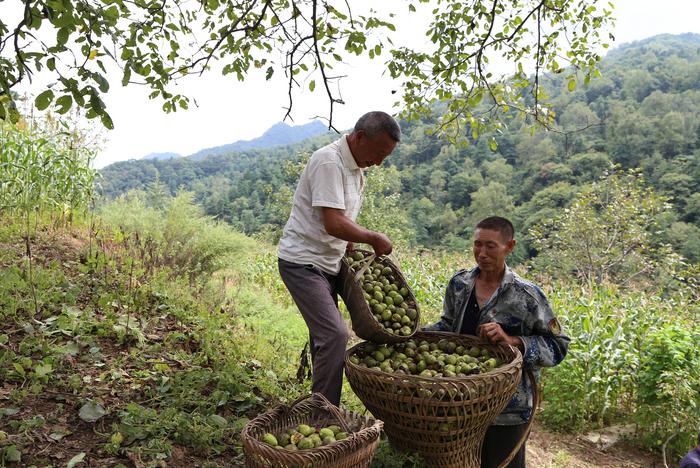 富硒茶牛蹄镇(安康市牛蹄镇新闻)-硒宝网