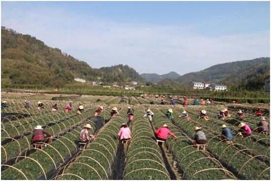 富硒茶牛蹄镇(安康市牛蹄镇新闻)-硒宝网