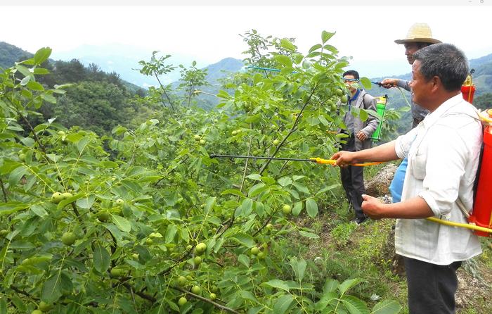 富硒茶牛蹄镇(安康市牛蹄镇新闻)-硒宝网