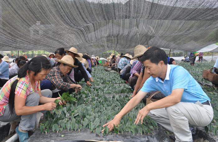 富硒茶牛蹄镇(安康市牛蹄镇新闻)-硒宝网