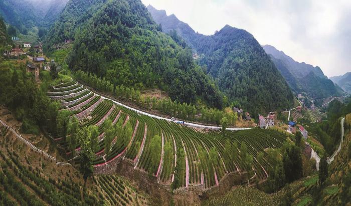 富硒茶牛蹄镇(安康市牛蹄镇新闻)-硒宝网