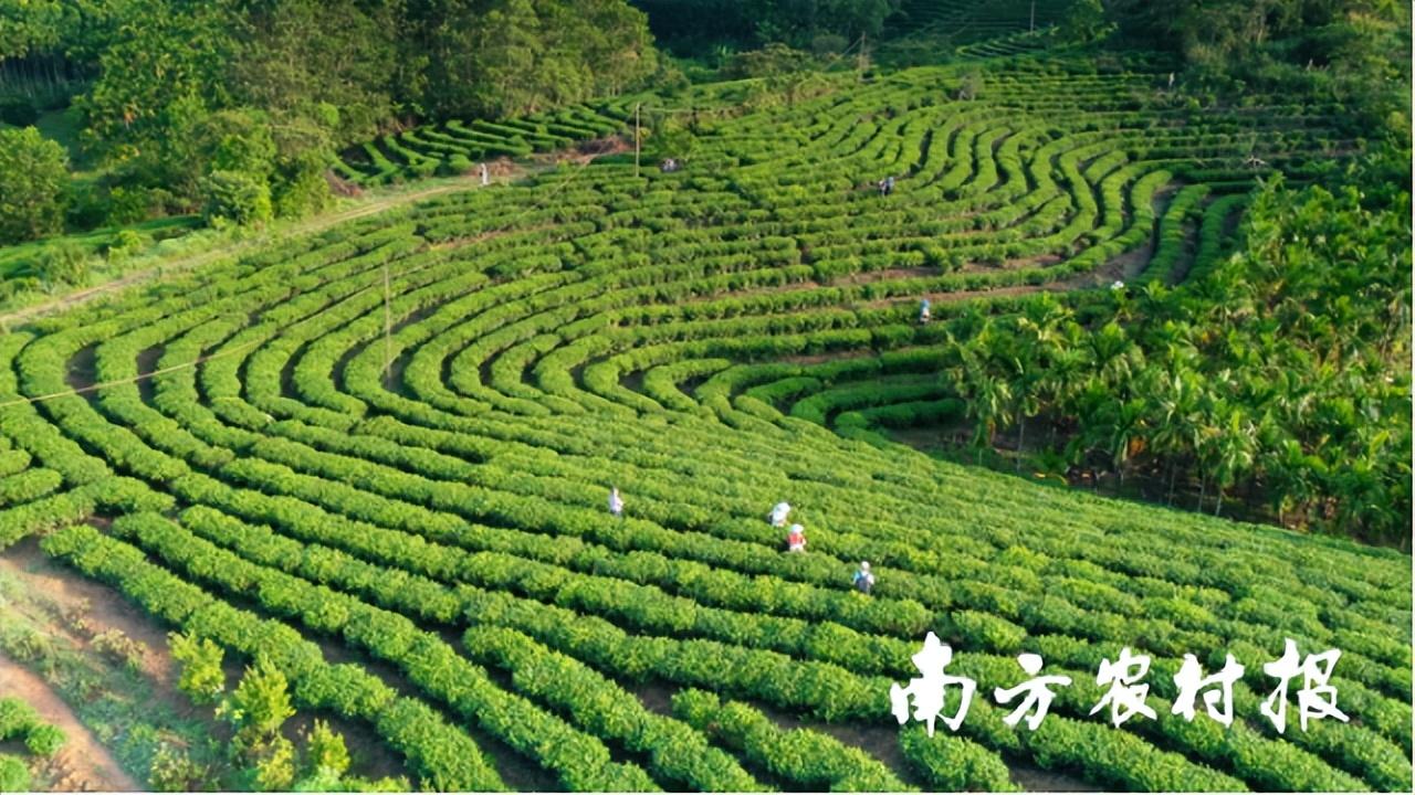 富硒野茶诗句(富硒野茶价格)-硒宝网