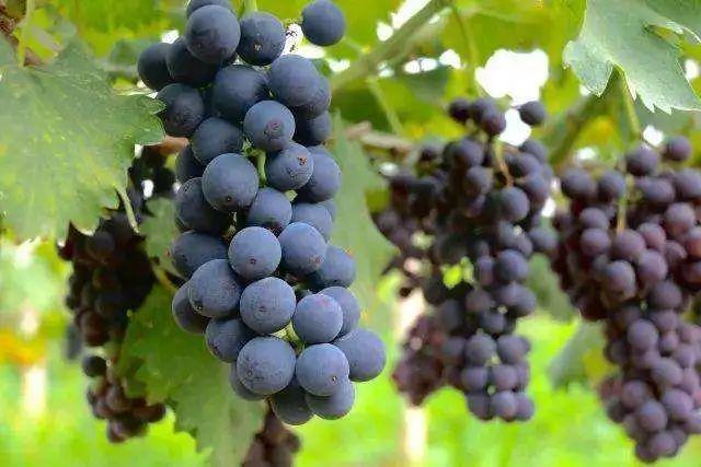 平昌富硒茶图(平昌茶叶)-硒宝网