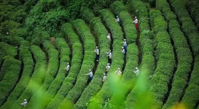 富硒茶的紫阳(紫阳富硒茶叶)-硒宝网