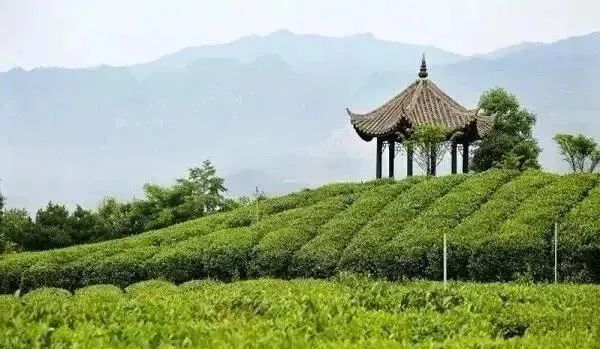富硒茶的紫阳(紫阳富硒茶叶)-硒宝网
