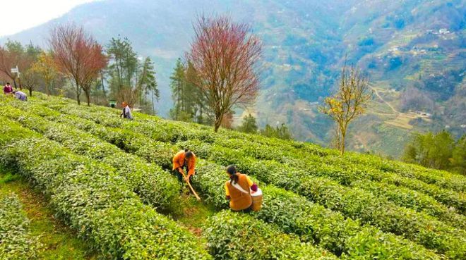 富硒茶的紫阳(紫阳富硒茶叶)-硒宝网