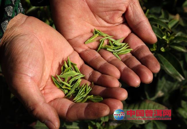 富硒紫阳茶好（紫阳富硒茶好坏辨别）-硒宝网