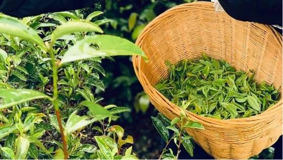 天然香富硒茶（富硒茶的种类）-硒宝网