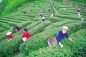 安徽的富硒茶（安徽硒茶属于什么茶）-硒宝网