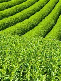 富硒茶加蜂蜜(蜂蜜茶加富硒水的功效)-硒宝网