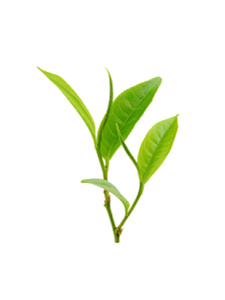 富硒茶加蜂蜜(蜂蜜茶加富硒水的功效)-硒宝网