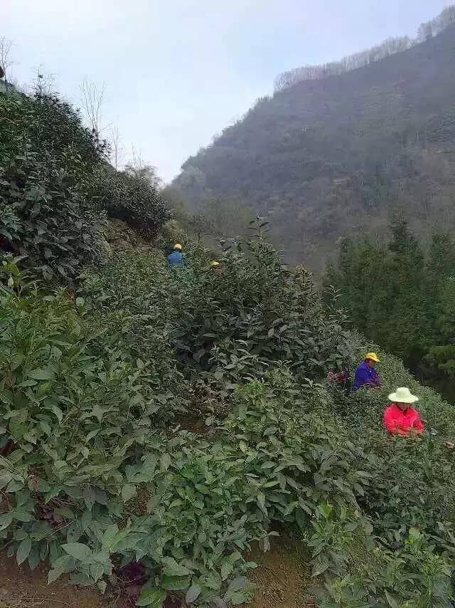 紫阳富硒茶铺(紫阳富硒茶厂)-硒宝网