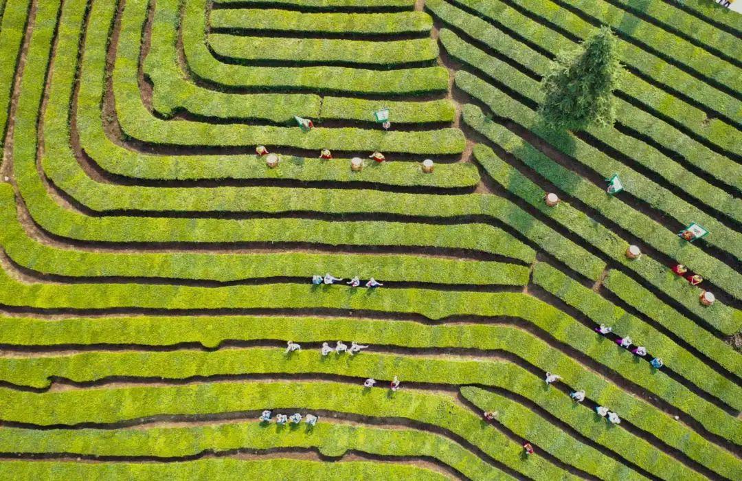 安徽的富硒茶（安徽富硒茶多少钱一斤）-硒宝网