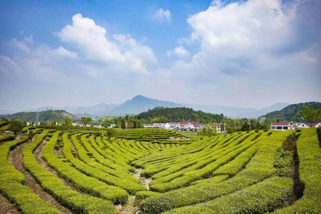 安徽的富硒茶（安徽富硒茶多少钱一斤）-硒宝网