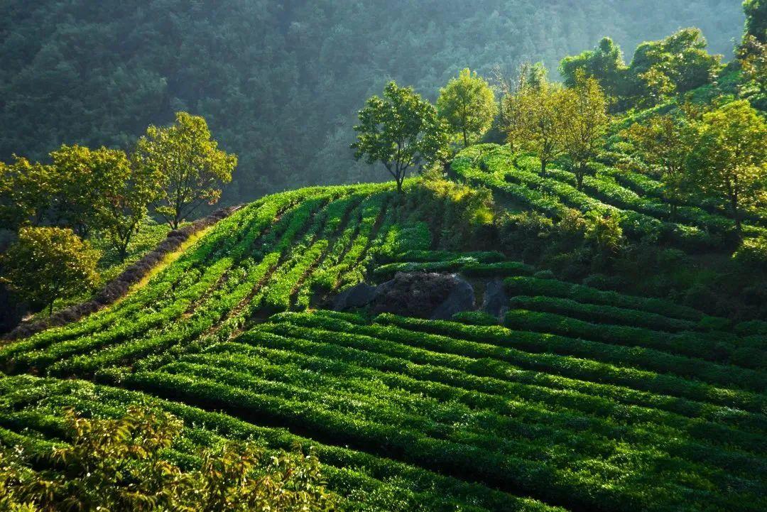 安徽的富硒茶（安徽富硒茶多少钱一斤）-硒宝网