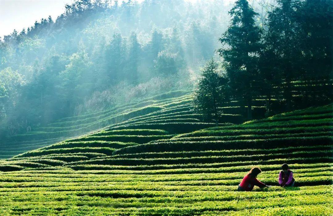 安徽的富硒茶（安徽富硒茶多少钱一斤）-硒宝网