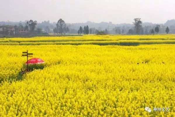 大营盘富硒茶(富硒茶文化)-硒宝网