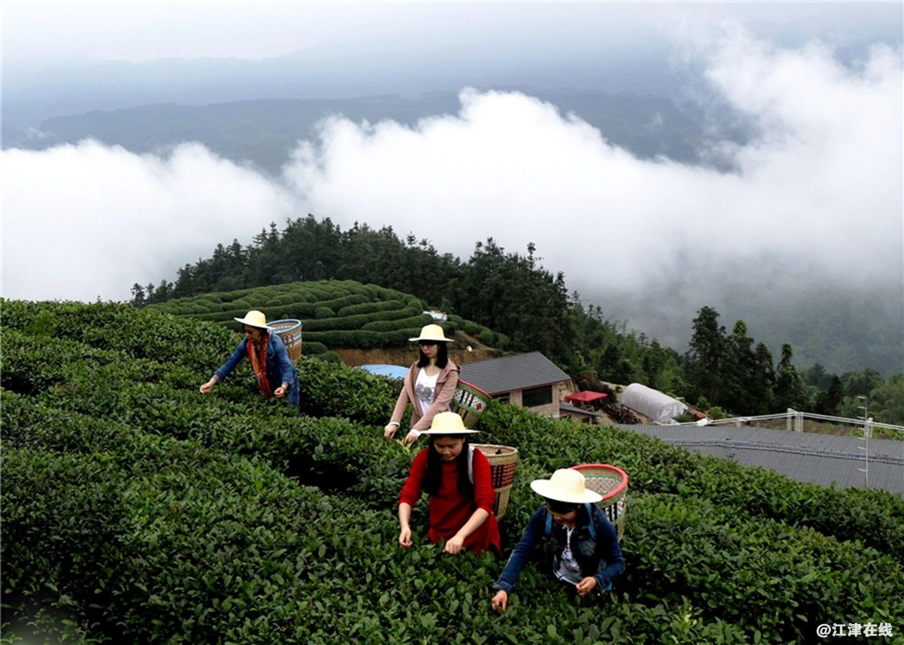 富硒茶的挑战（富硒茶的竞争对手）-硒宝网
