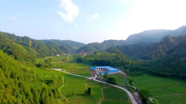 北京富硒莓茶(茶莓富硒北京产地)-硒宝网