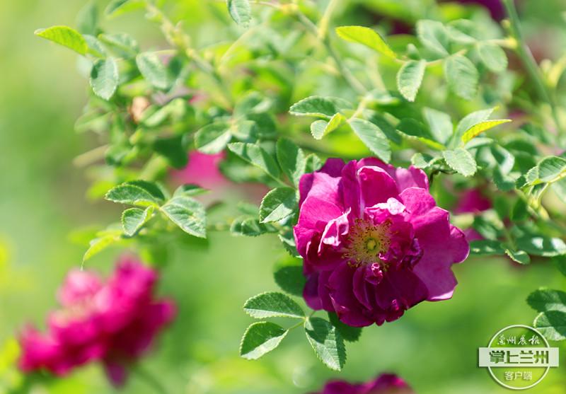 喝富硒玫瑰茶(喝玫瑰茶富硒会胖吗)-硒宝网