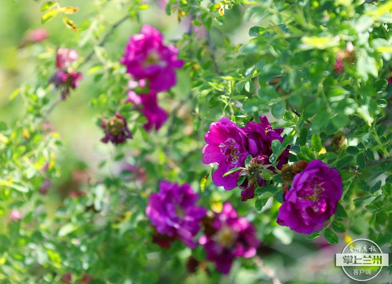 喝富硒玫瑰茶(喝玫瑰茶富硒会胖吗)-硒宝网