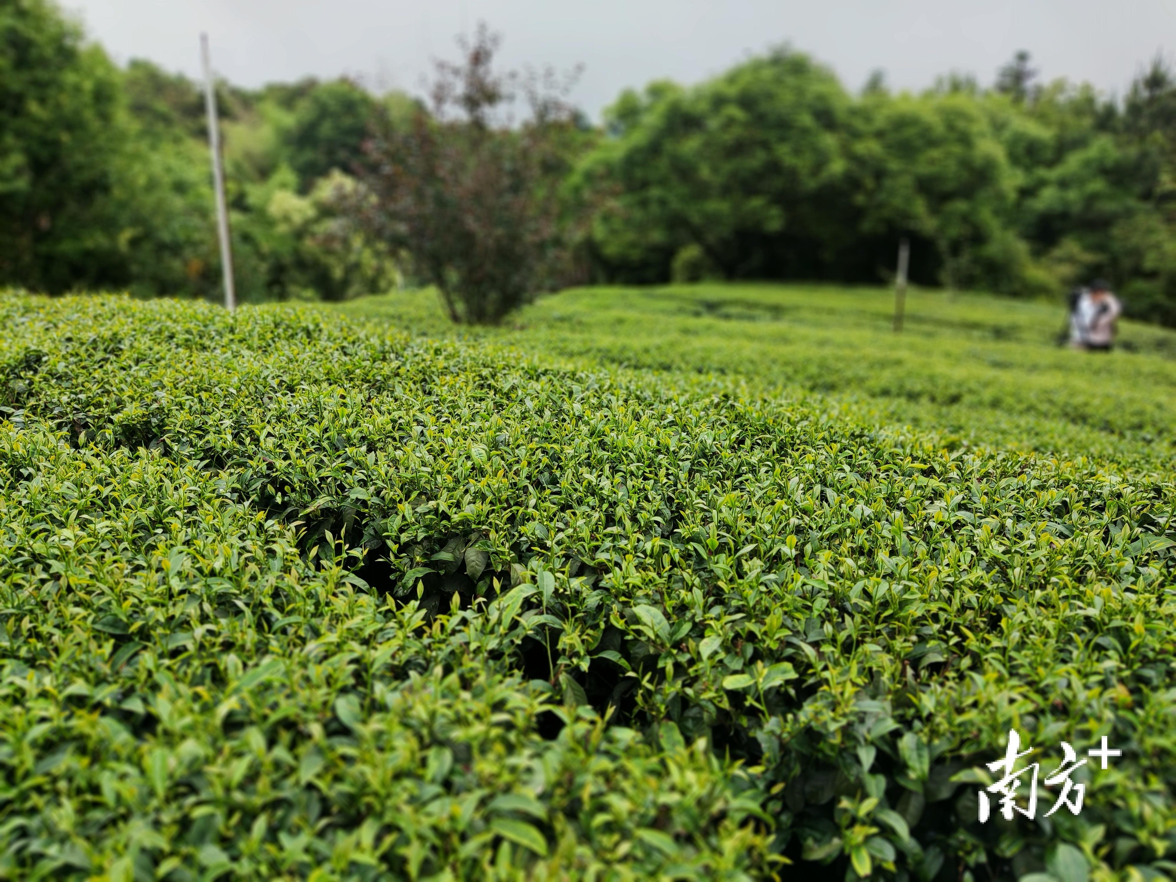 富硒茶的故事（富硒茶文化）-硒宝网
