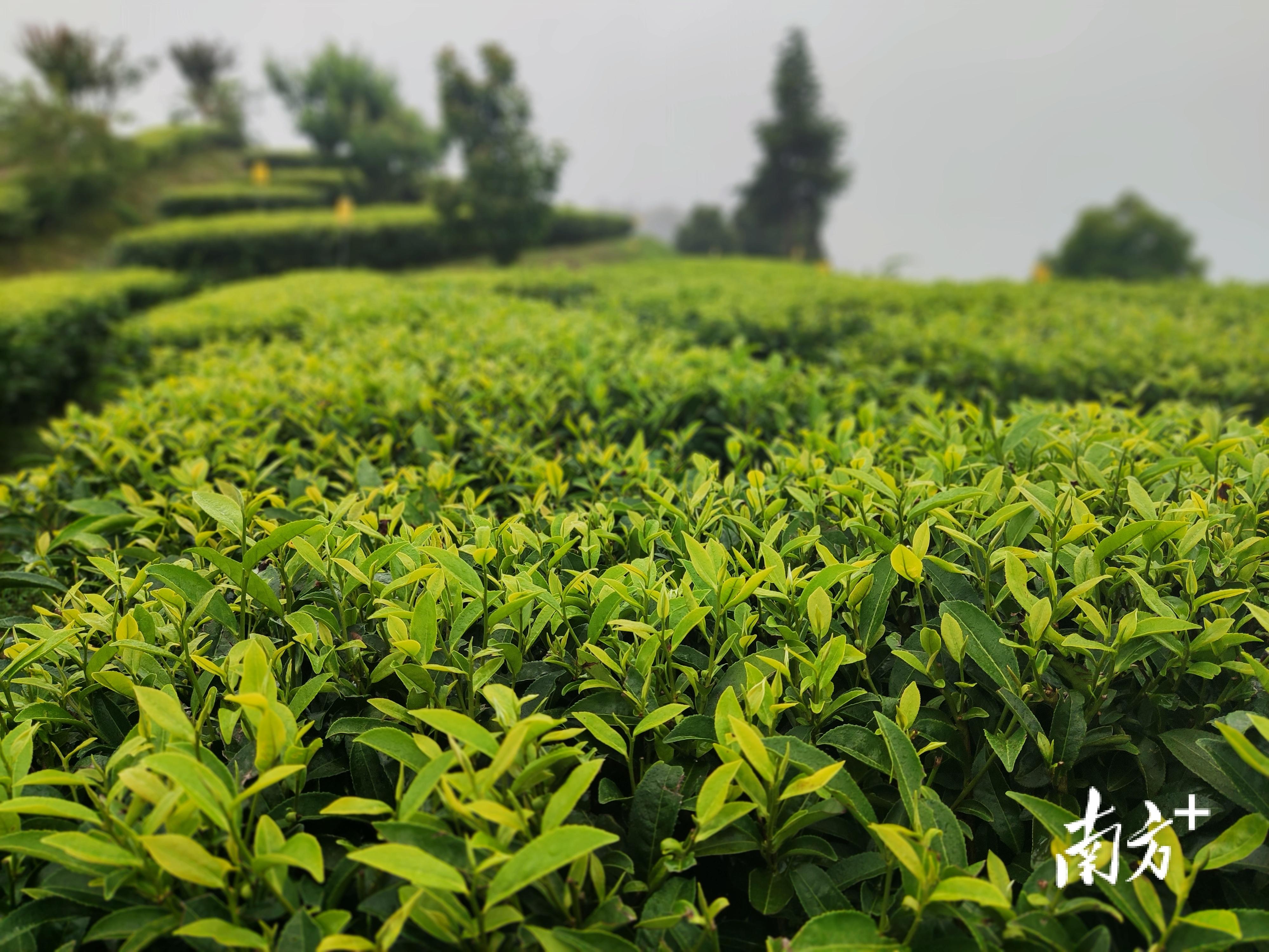 富硒茶的故事（富硒茶文化）-硒宝网